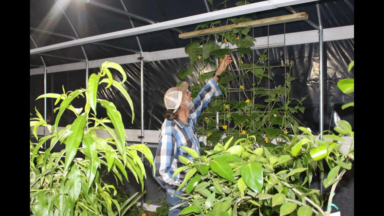 WOW! Look GREENHOUSE  Cucumbers! ~~ GreenhouseTOUR -- WHAT Works?  WHAT Doesn't Work?