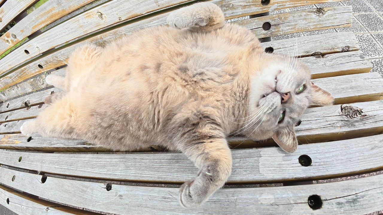 トトロ猫をほぐしたらヘソ天ポーズになって脱力してしまった