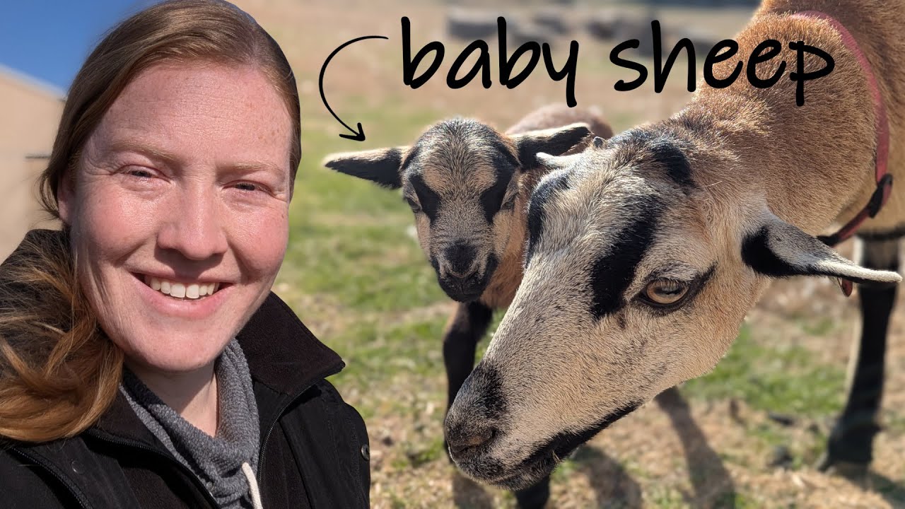This lamb SURPRISED us! | Plus what's the future of the sheep?
