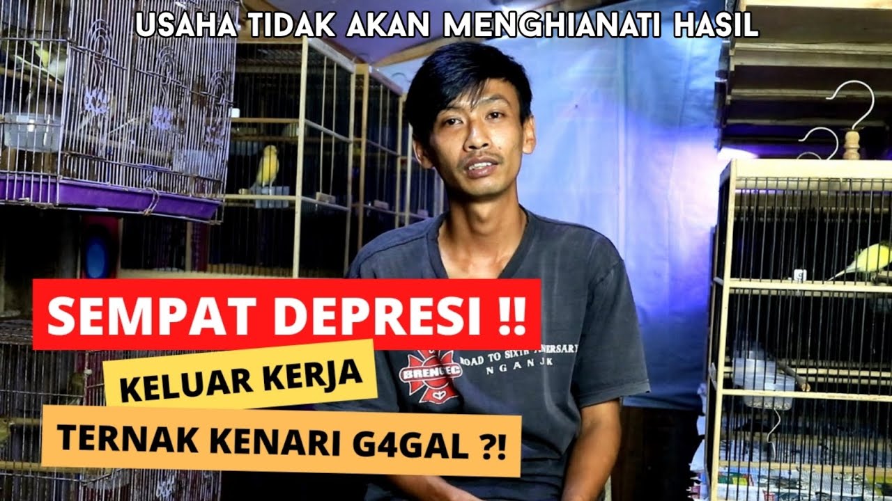 JADIKAN INI PEMBELAJARAN❗TERNAK KENARI TIDAK MUDAH !! HARGAI PETERNAK