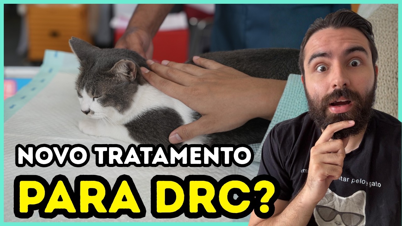 Conheça o protocolo SUC para gatos com Doença Renal Crônica