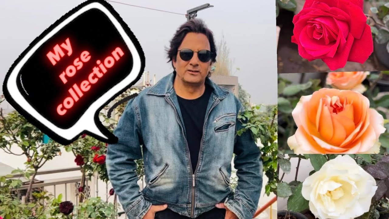 My rose collection | variety of roses #youtube #fypシ゚viral #garden #roseplants 