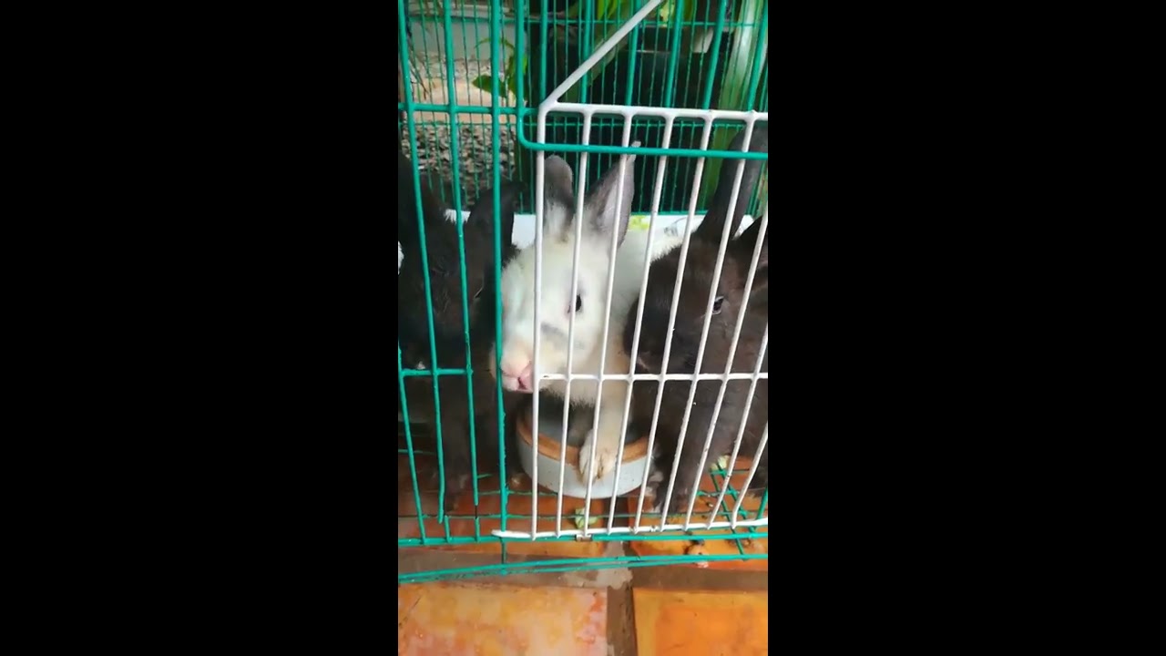 Pity wildlife