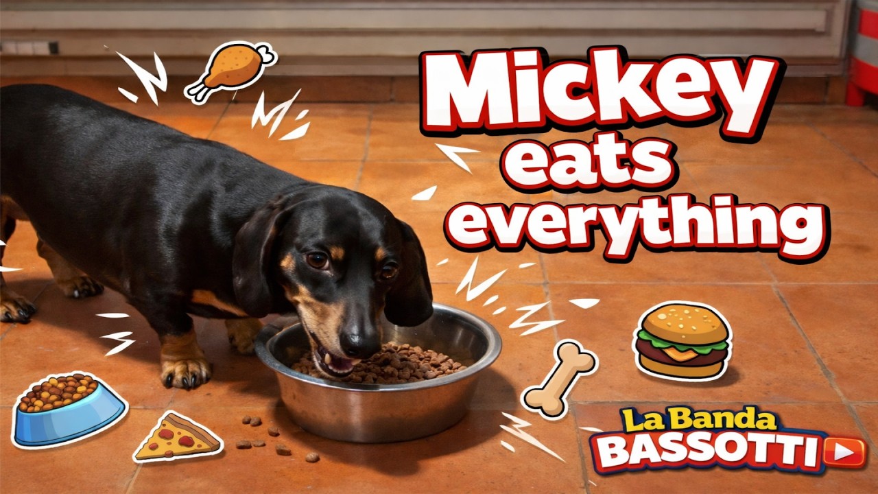 Il momento preferito di Mickey? Mangiare! 🐶❤️🍽️ #dachshund #bassotti #mickey