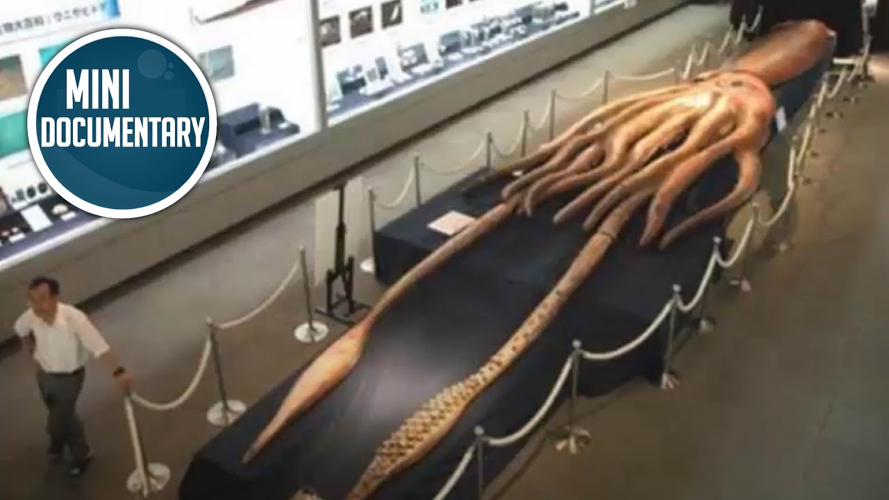 Colossal squid (mini documentary)