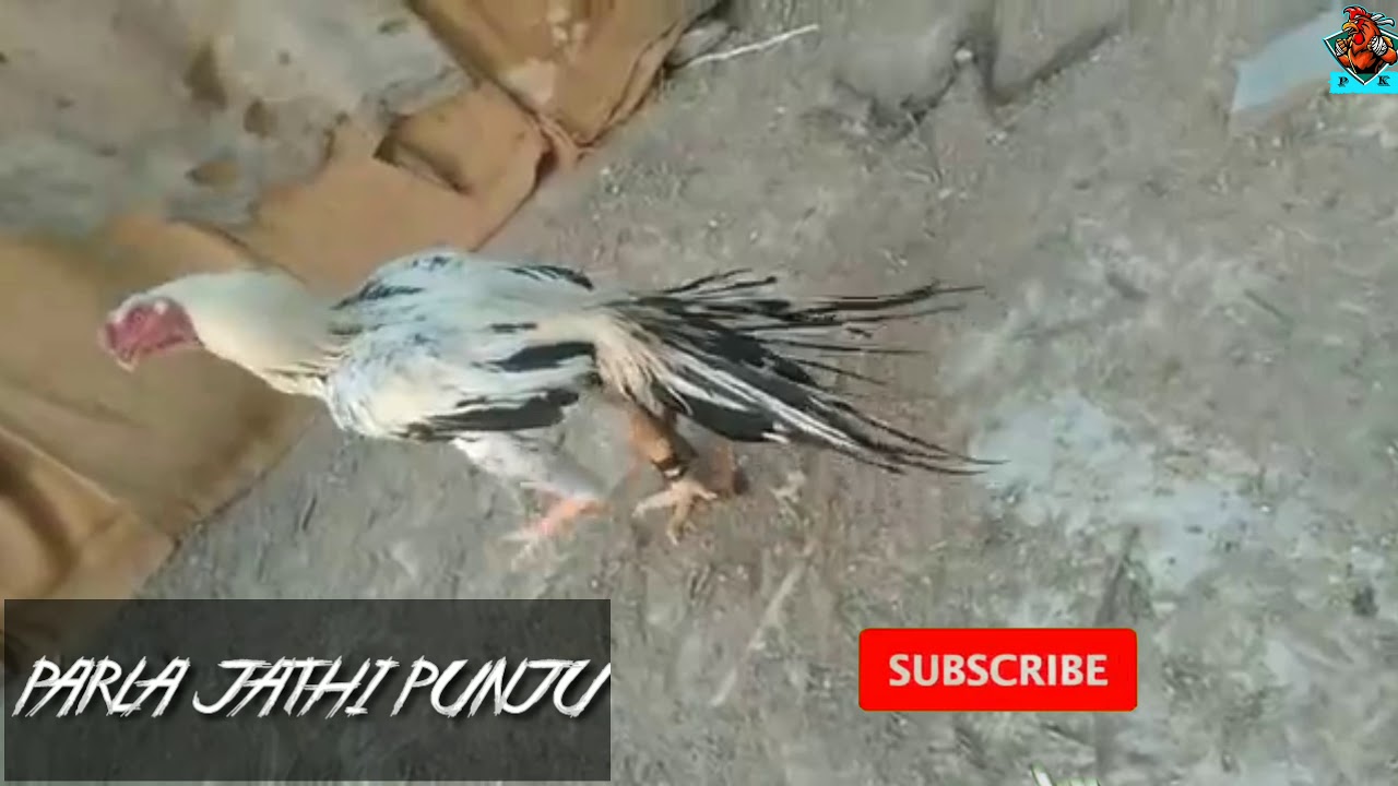 parla jathi kollu 🐓 available