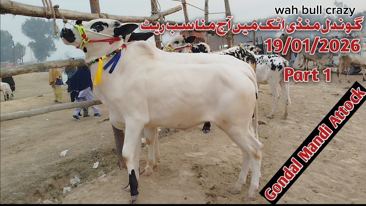 Today Gondal Mandi Attock Latest 19/01/2025 Fatehjangi Rate's Update @Wahbullcrazy Qurbani  2026.27