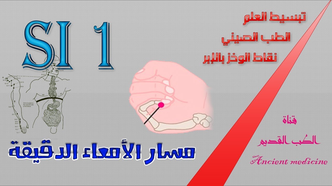 تبسيط العلم | الطب الصيني | م الأمعاء الدقيقة | 