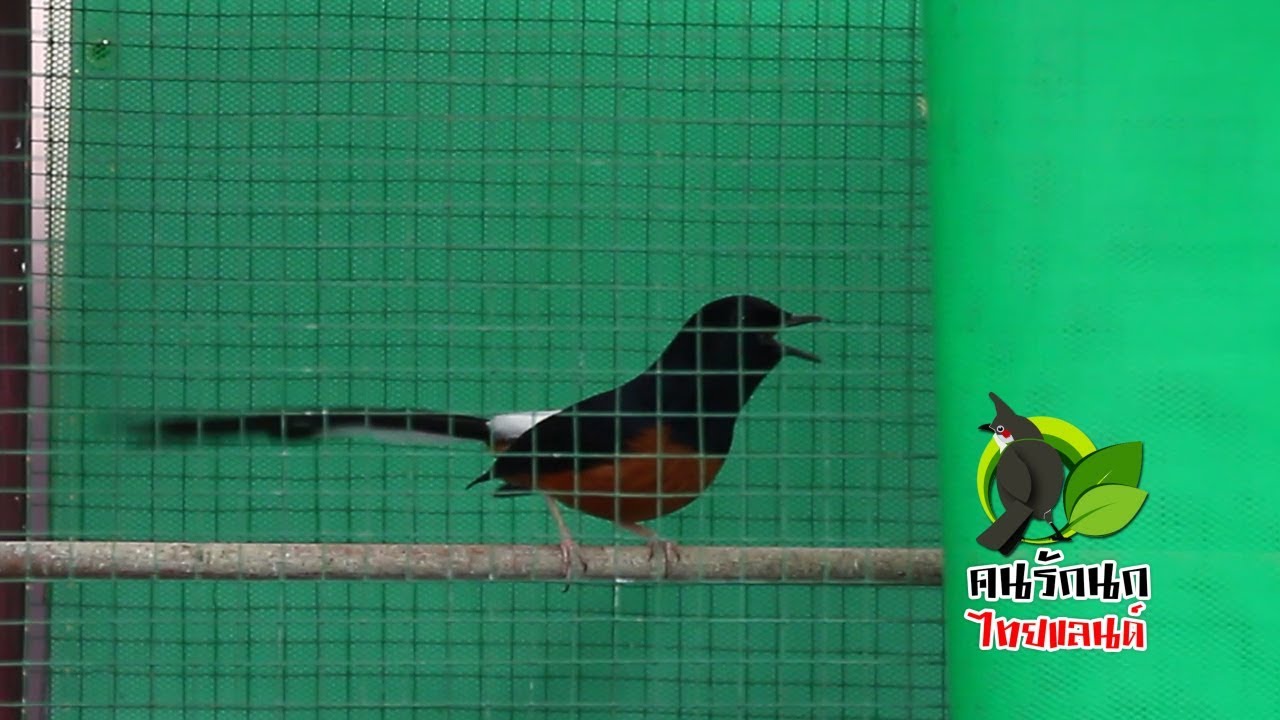 กรงเลี้ยง-พัก-กรงผสม นกบินหลาดง 3in1 คนรักนกไทยแลนด์ EP 200