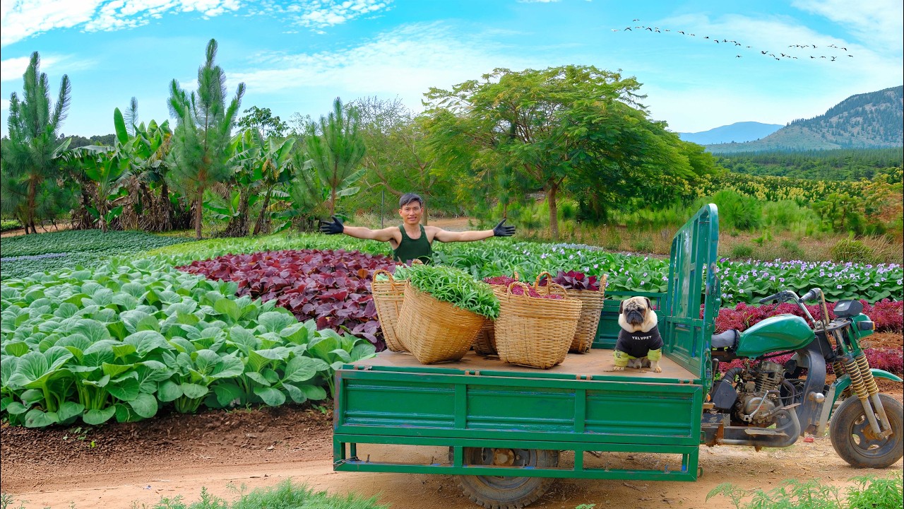 Harvest Red Amaranth, Water Spinach After Many Days Of Care – Sell And Enjoy A Delicious Meal - Farm