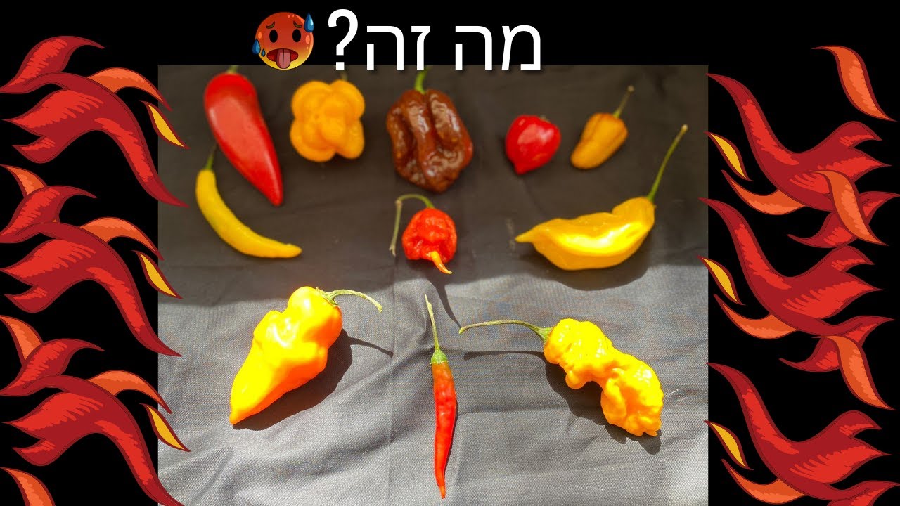 מפחיד 🥵 הצגת זני פלפלים חריפים 🌶 - מסדר הזיהוי #טובי'ז #חריף #חריףלי #פלפלחריף