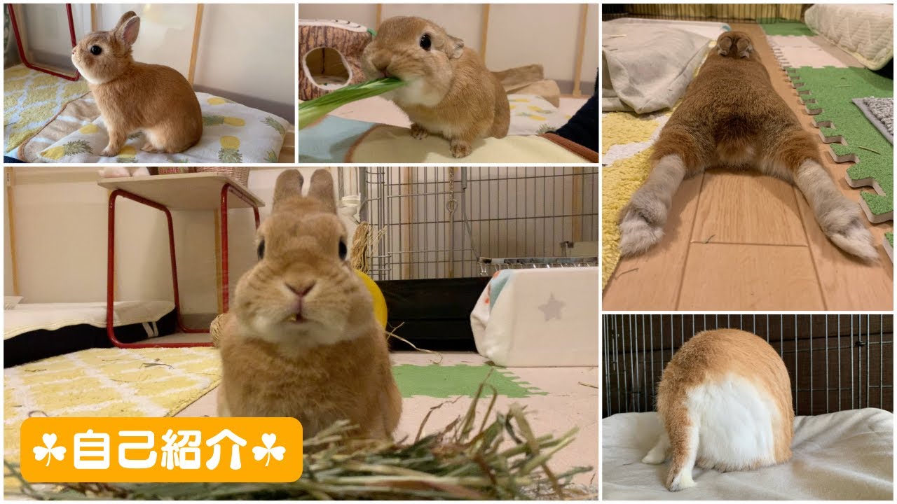 自己紹介