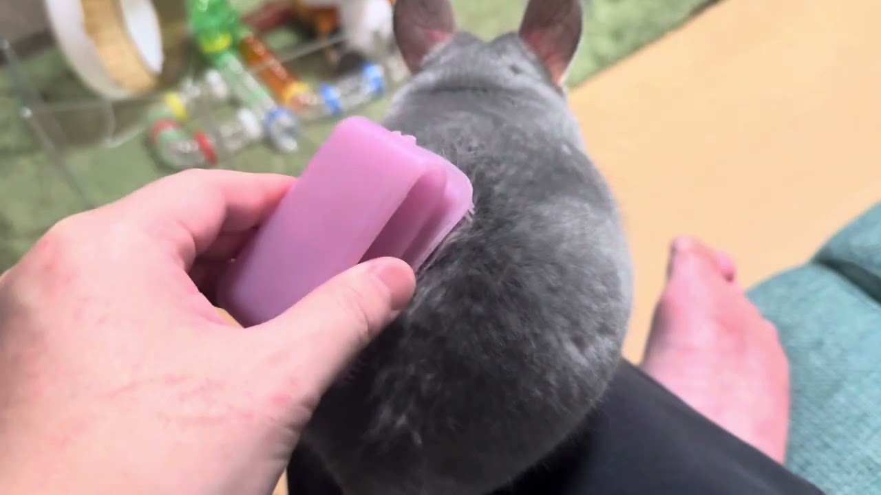 うちのチンチラ(ハク)