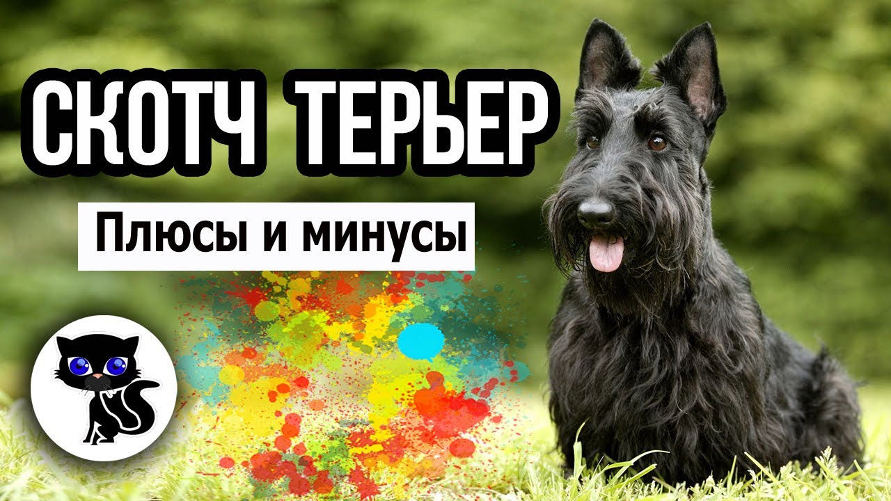 ✔  Скотч терьер: о плюсах и минусах этой породы собак
