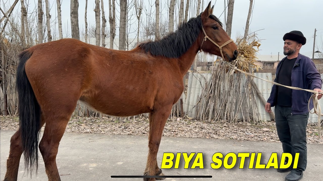 Biya sotiladi
