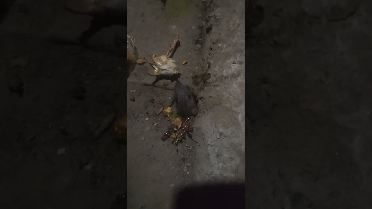 yaaab dooli aanbaqeeyn oo neyrobi ku ool yaaab
