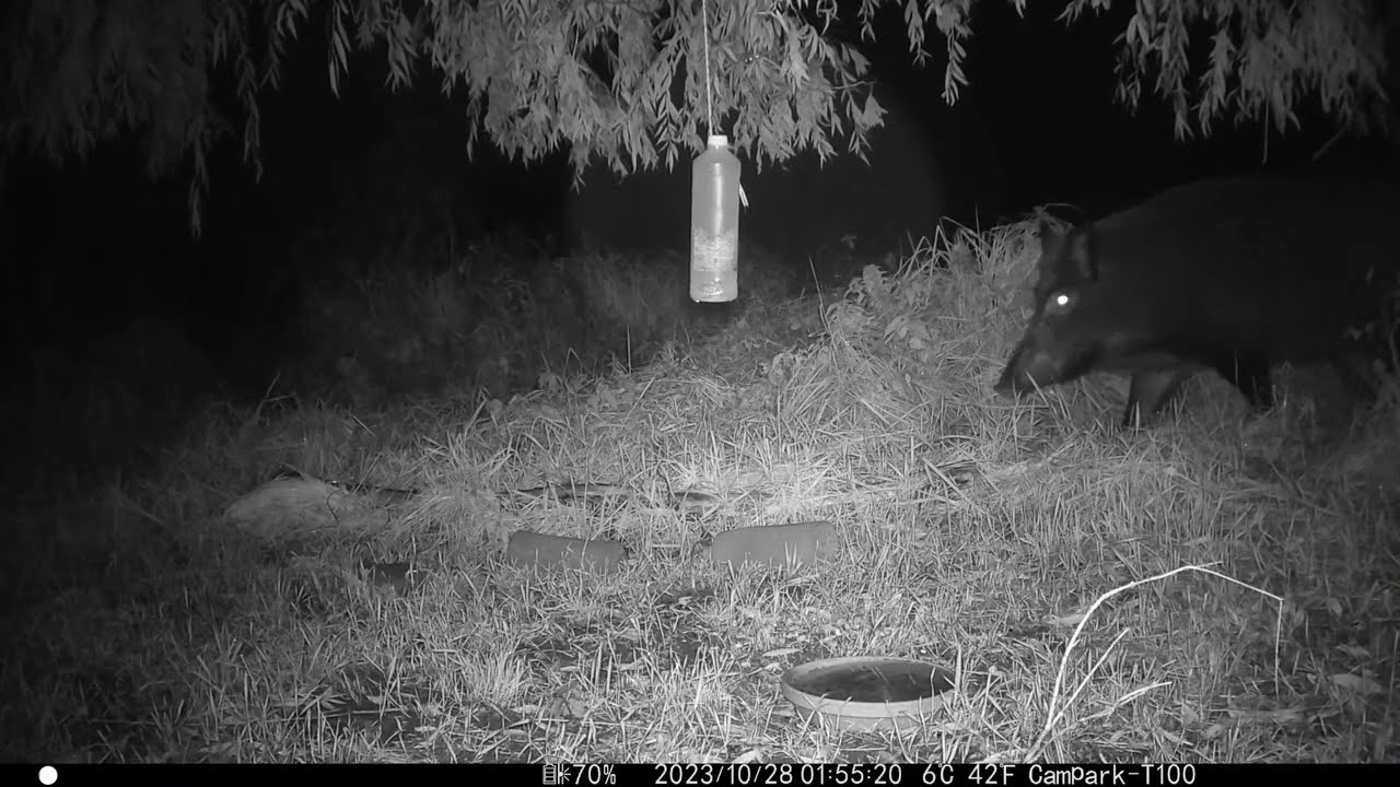 An der Futterstelle - Besuche im Oktober