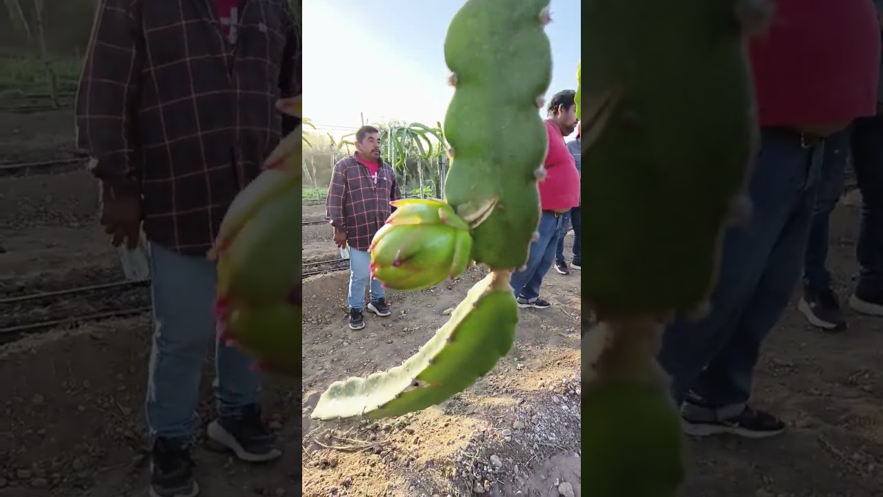 🌵 PITAHAYA 🐉 fruta del dragón 🐲 (dragón frut) Sinaloa México