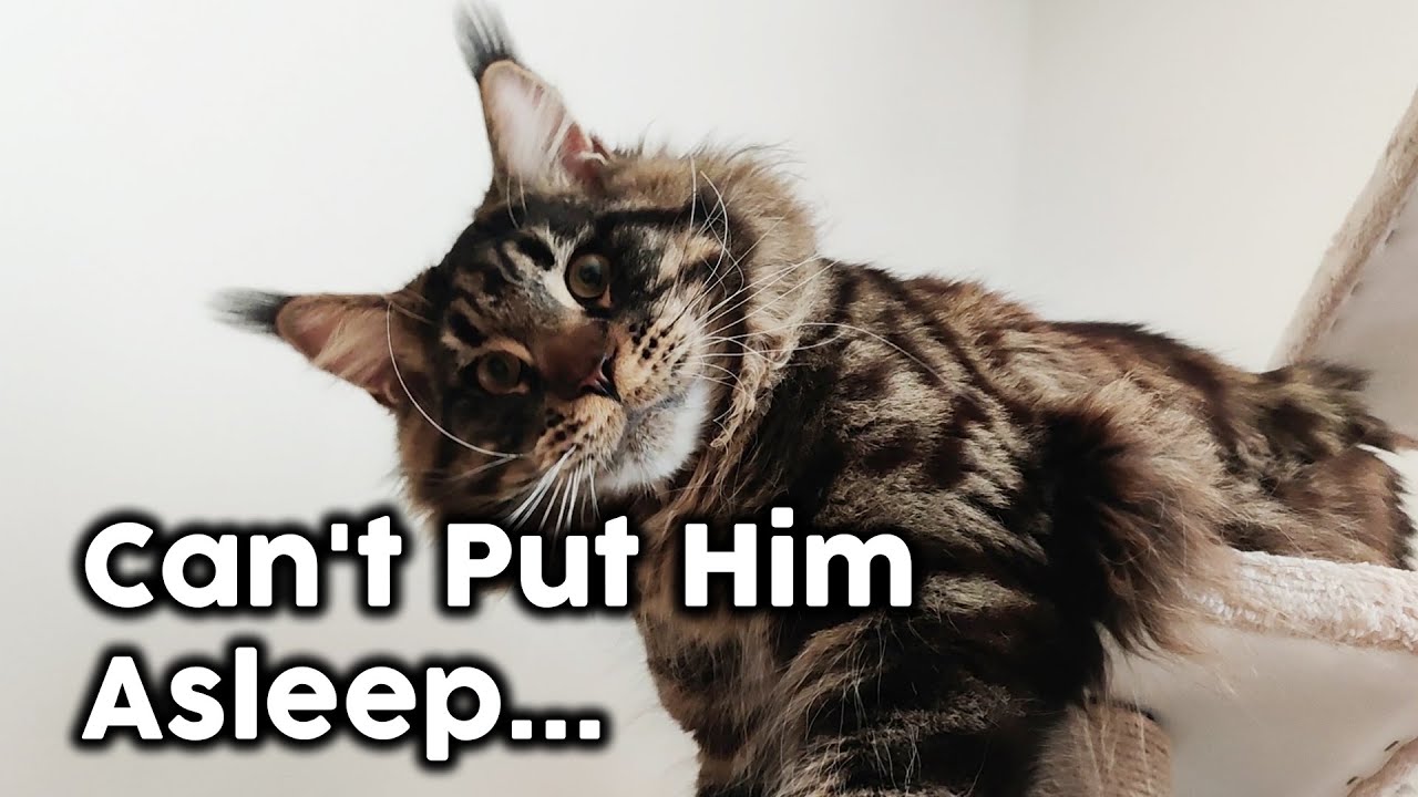 Cat Has FIP, a Devastating Disease...
