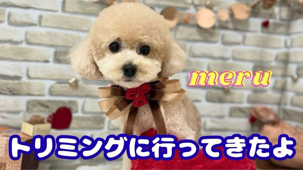 トリミングに行ってきました