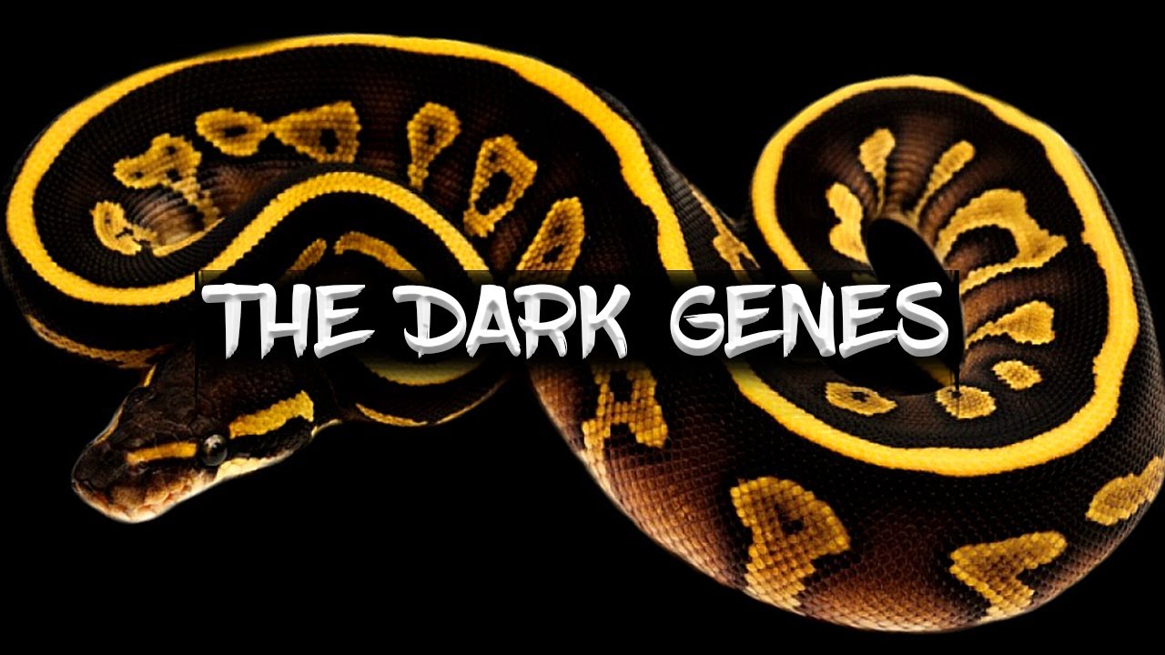 Ball Python Dark Genes - A New Perspective