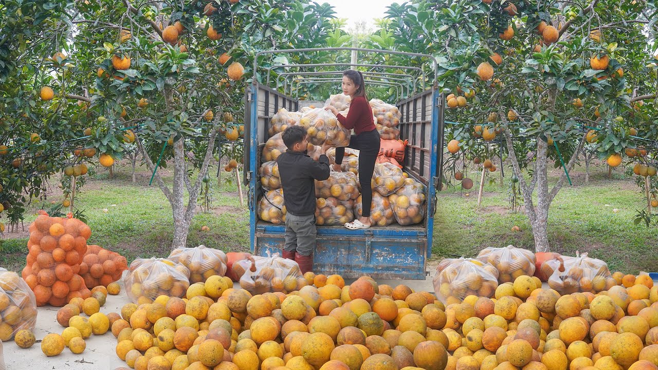 Use Trucks To Harvested over 1000+ Grapefruit and Transporting Grapefruit to Sell to Traders.