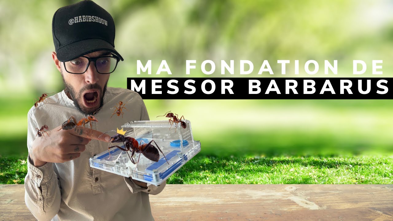 EP2 - Ma Fondation de Fourmis   ! Messor barbarus 