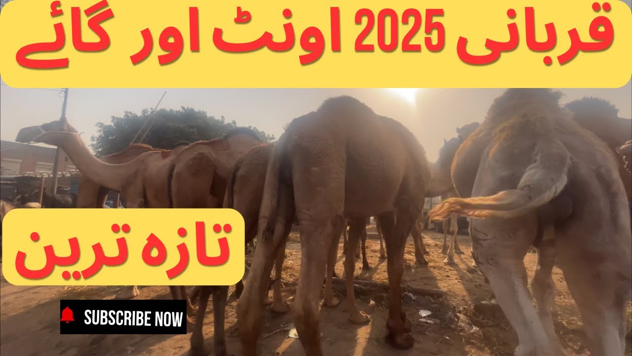 Wednesday Camel and Sahiwal Cholistani Desi Bachre | Lahore Bakra Mandi #cattlemarket #cowmandi