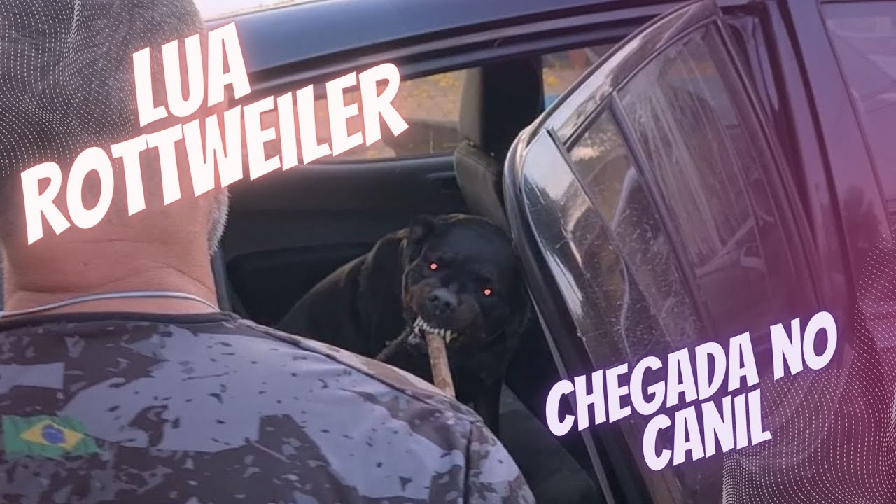 LUA - Rottweiler - Chegada ao Canil