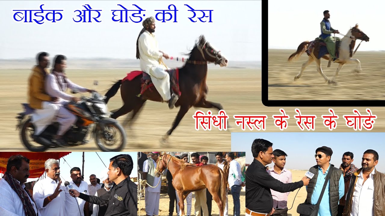 Race में सिंधी घोड़ा बाईक से टक्कर लेता है Lanela Ran Jaisalmer यहां सजता है रेस वाले घोड़ों का मेला
