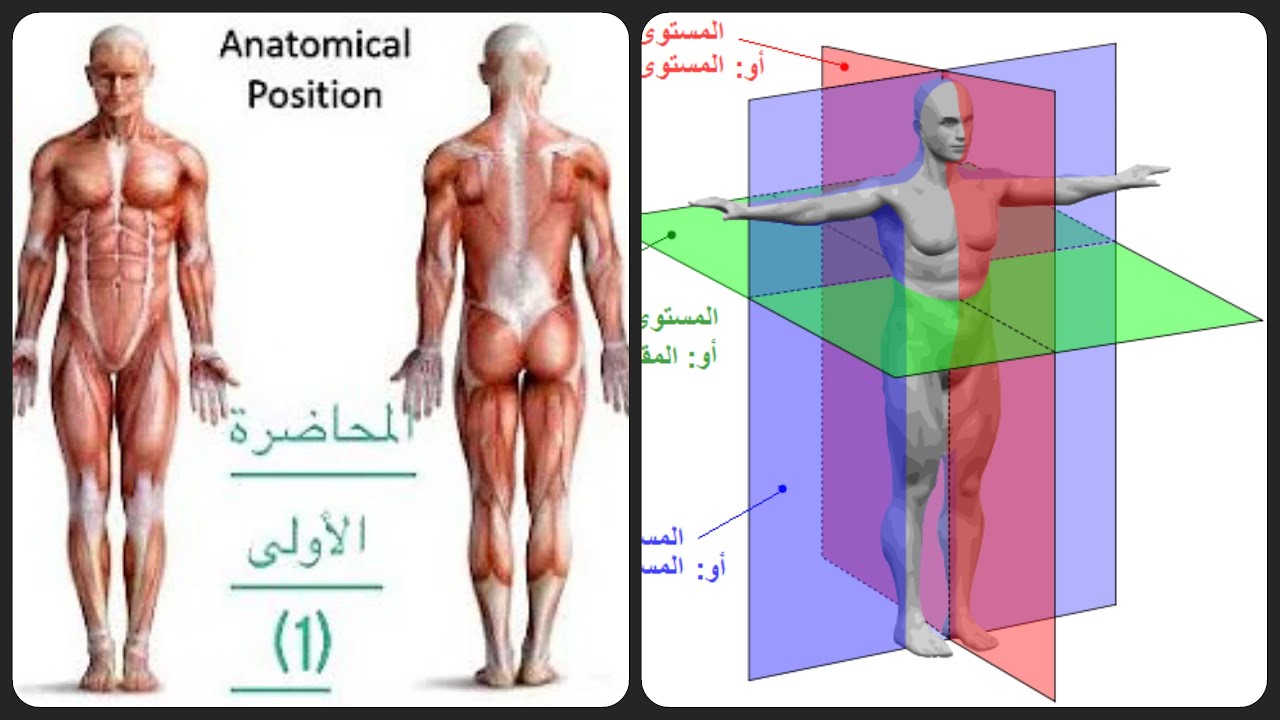 تشريح وصفي الفرقة الأولي ترم أول (1)