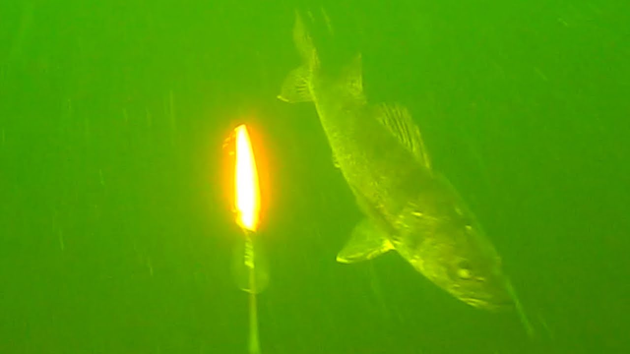 Underwater Walleye Strikes Water Wolf (Trolling Rapala's)