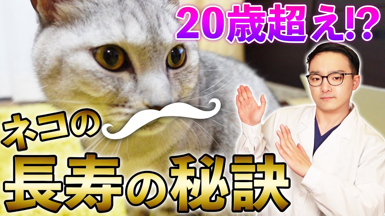 【大公開！！】獣医による猫が長生きする秘訣5選！！