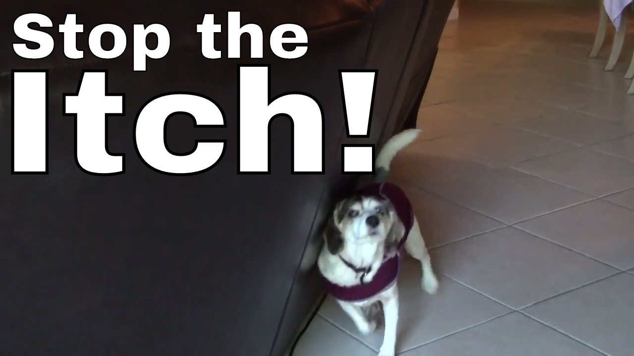 Part 4: HOW TO stop your Dog From Itching Scratching --Thundershirt Anxiety Vest Jacket / Shirt