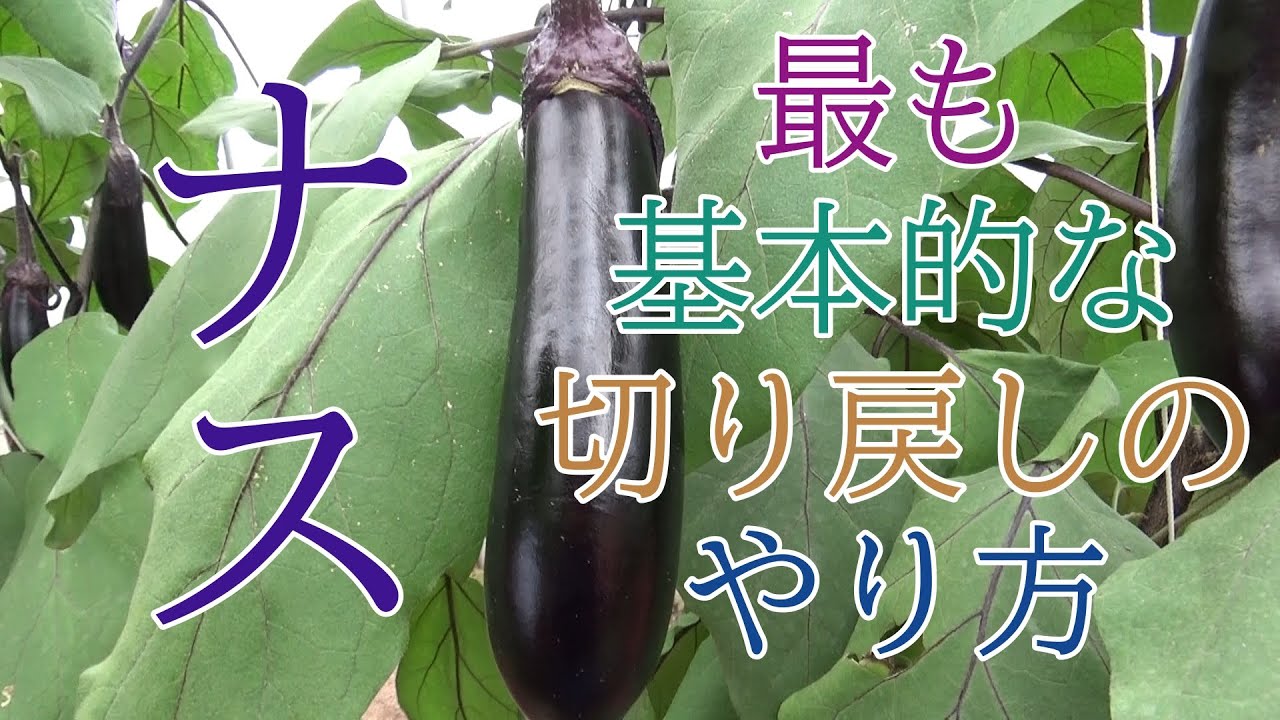 ナス、最も基本的な切り戻しのやり方