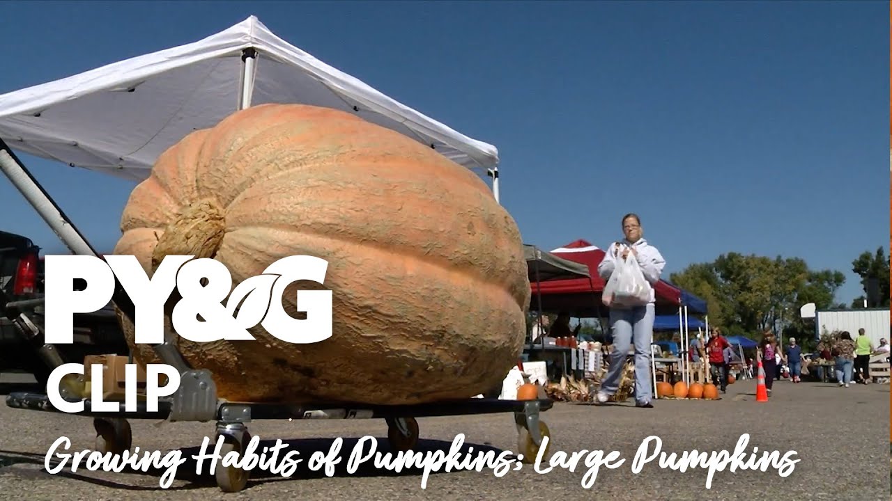 Growing Habits of Pumpkins; Large Pumpkins | The Fall Harvest | Prairie Yard & Garden