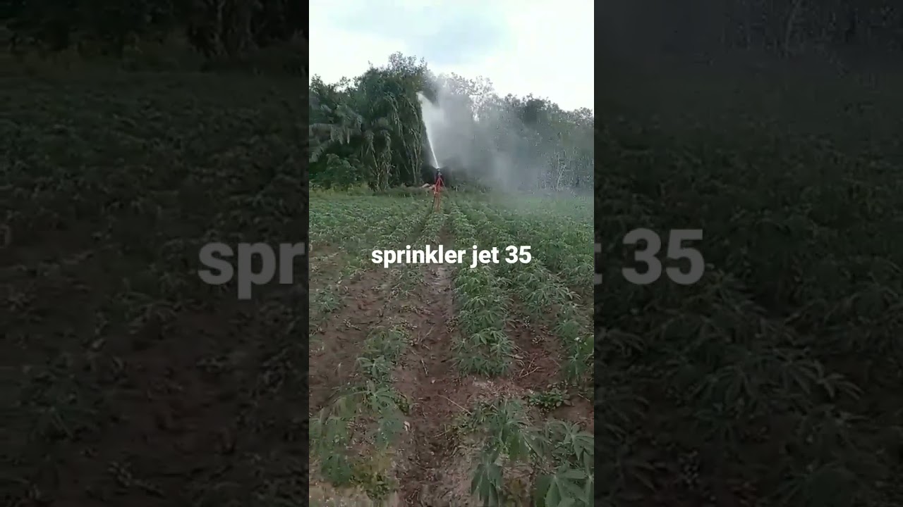 aplikasi sprinkler jet 35 buat tanaman singkong