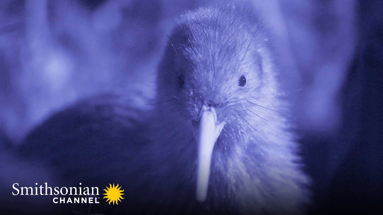 The Haast Tokoeka Kiwi is One of the Rarest Kiwi Species in the World 😮