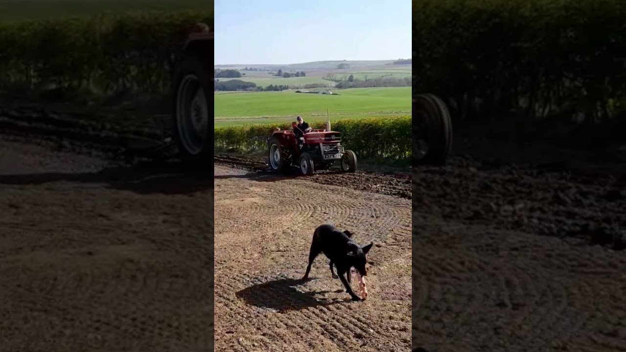 the old farm days