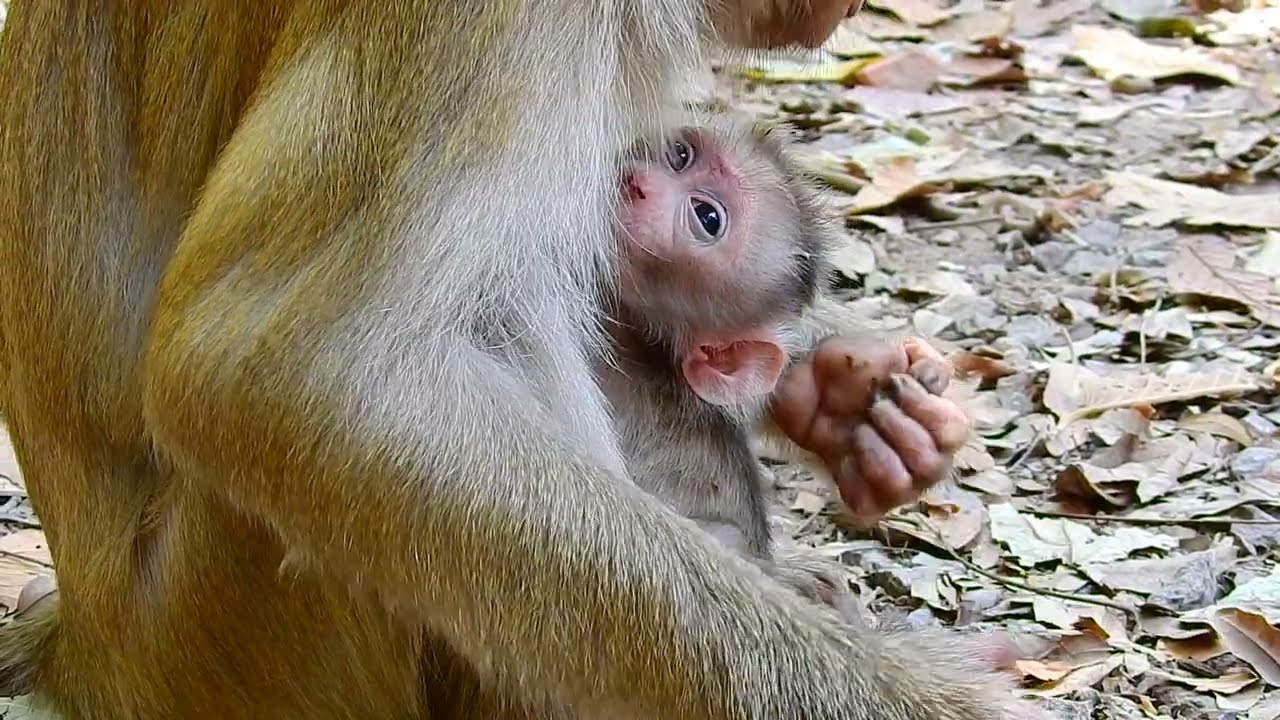 Weak Baby Monkey Needs Its Mother&rsquo;s Care