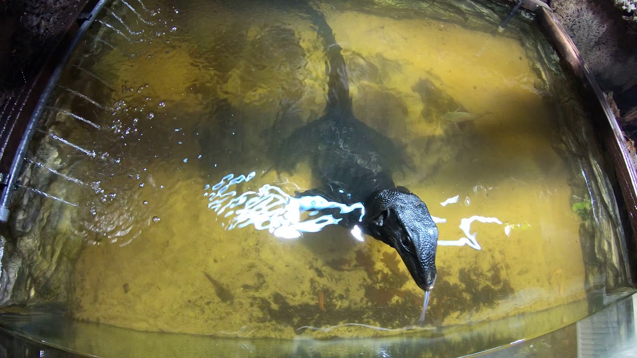 Varanus salvator komaini (4K)