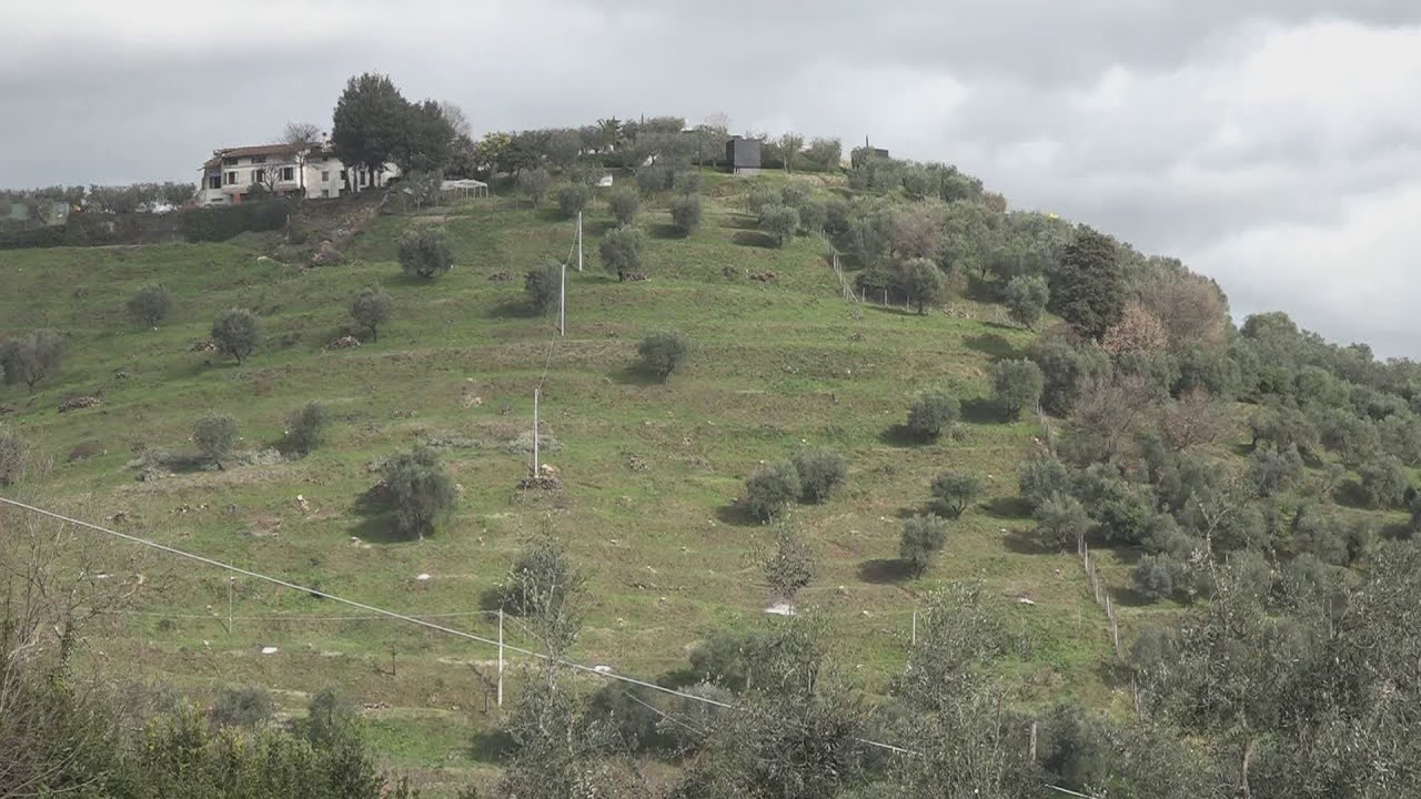 400 olivi abbattuti: Legambiente presenta un esposto