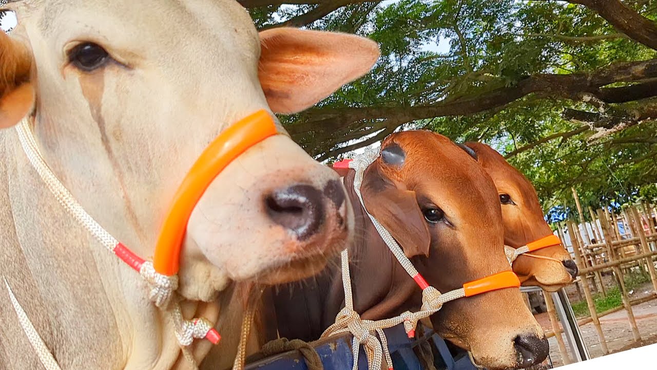 cow unloading, cow videos, cow video, animal, big cow, goru hamba cow, Ep-25