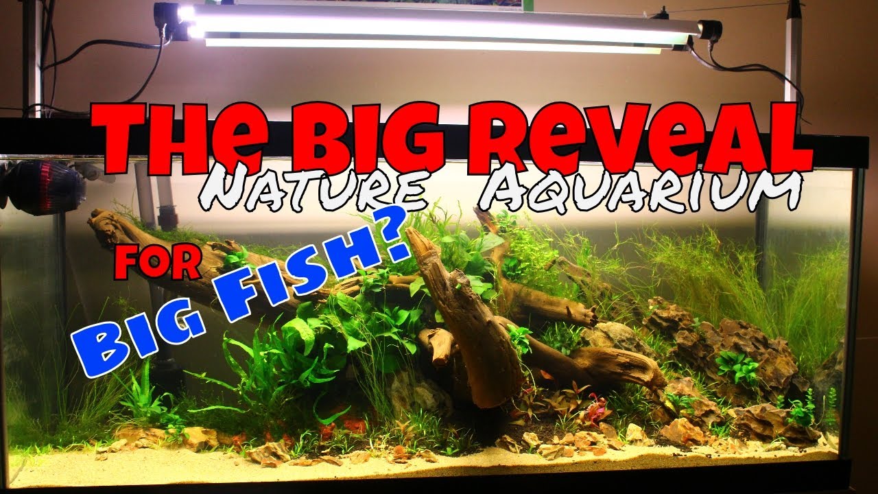 Die Entstehung eines Naturaquariums f&uuml;r einen Monsterfisch 🌿 The Big Reveal Mega Build
