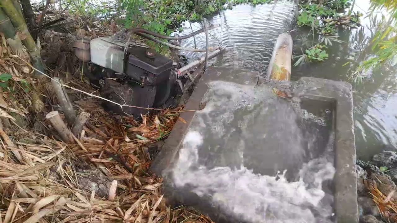 Máy dầu hút nước ruộng ra sau ít ngày lại tiếp tục hút nước sông lên ruộng