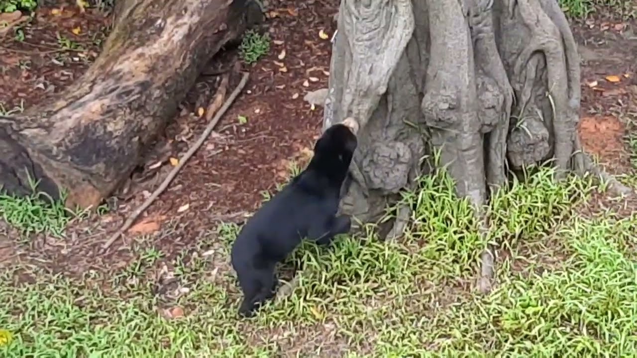 Malayan Sun Bear - World Bear Day 2026
