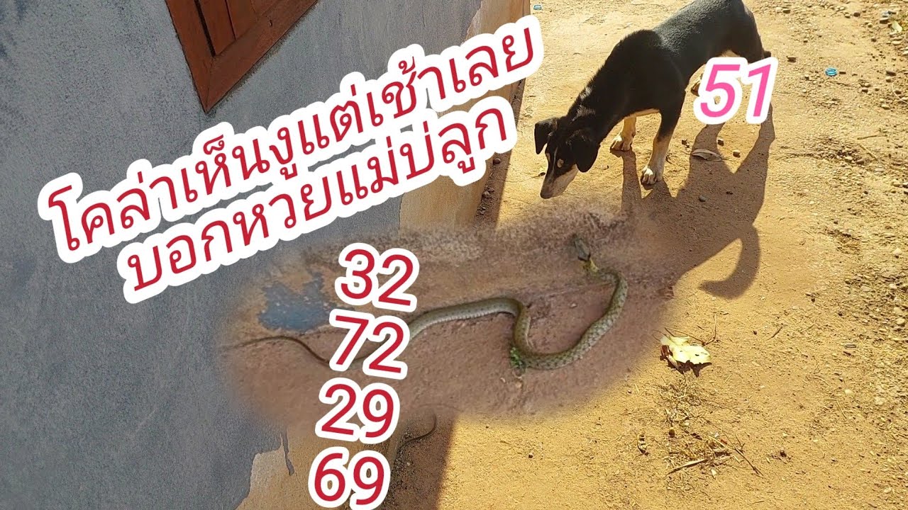 โคล่าบอกหวยบ่งูมาให้โชคหรือเปล่าวันนี้