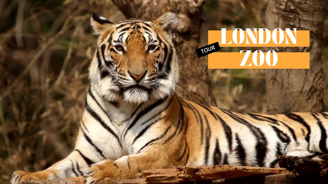 London Zoo | UK Tour | England | Things To Do In London | Travel Vlog 
