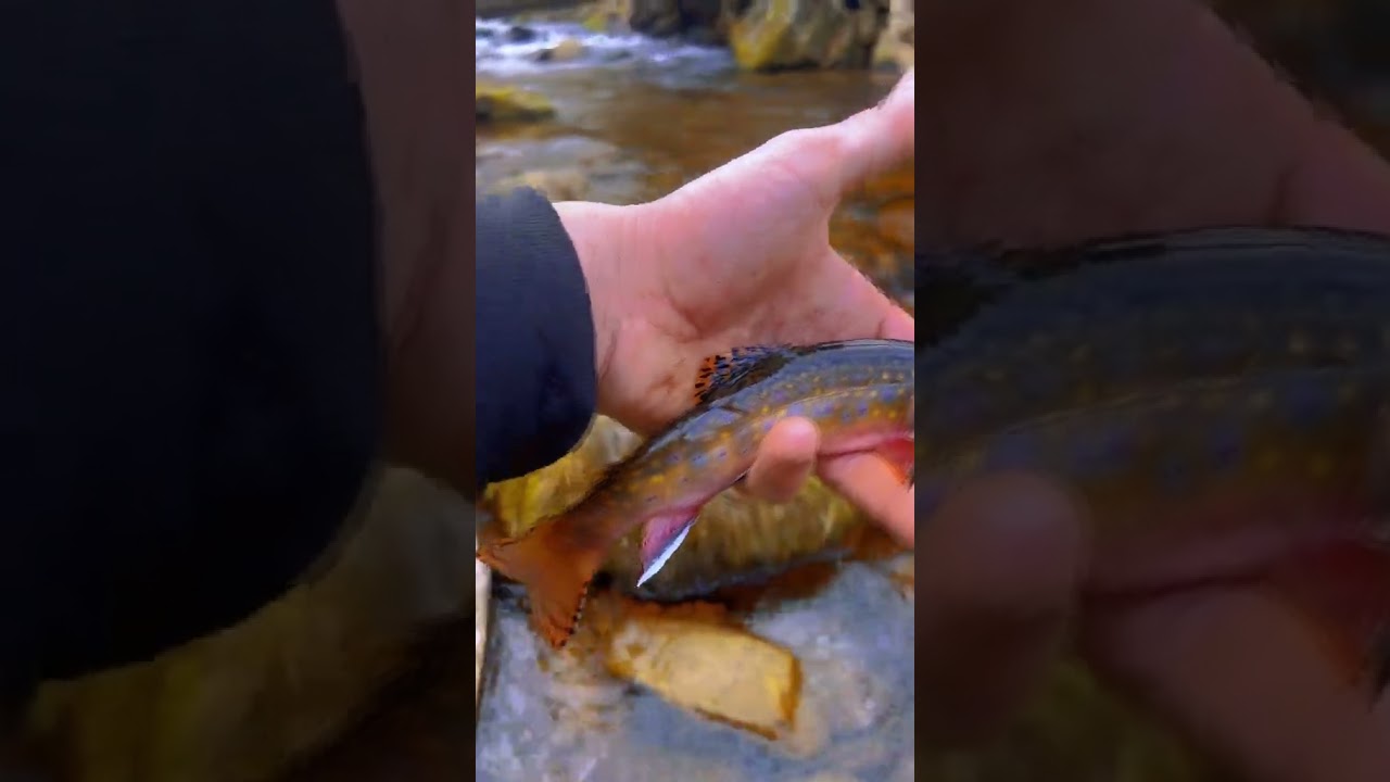 Wild Native Brooktrout - The Ultimate Fly Fishing Experience