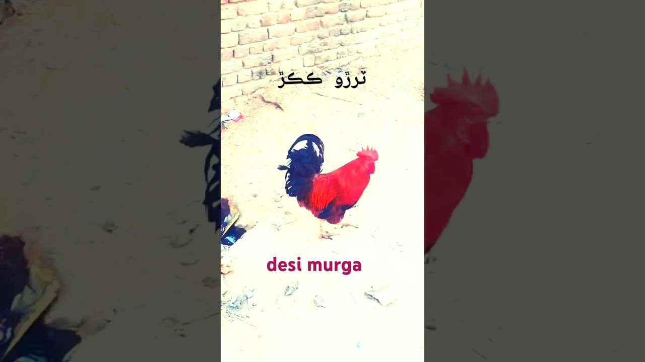 dasi murga short .  ٽرڙو ڪڪڙ #rooster #desimurga #murga #hen #rooster  سنڌ جا پکي